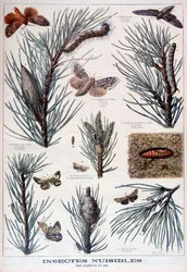 Insetti dannosi: farfalle e falene che danneggiano i pini, 1897