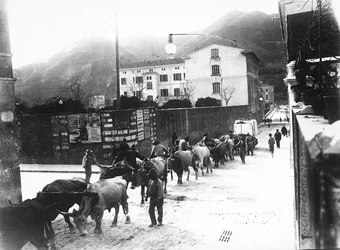 Alcuni buoi utilizzati per il trasporto del marmo dalle cave apuane vengono fatti camminare lungo una strada a Carrara (foto b/n)