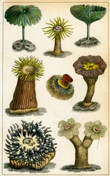 Anemoni di mare, 19° secolo