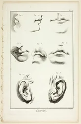 Design: Anatomia del viso dall