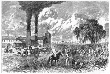 Piantagione di zucchero, New Orleans, 1870