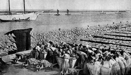 Quantità di merluzzo essiccato al sole ad Aveiro alla foce del Vouga, Portogallo, c1930
