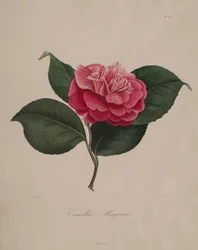 Iconographie du genre camellia: No. 171, 1839-1843