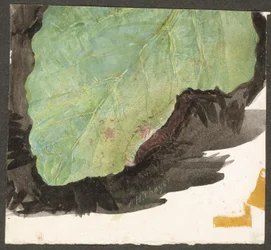 Heterocampa Biundata, Walker, studio per il libro "Concealing Coloration in the Animal Kingdom".
