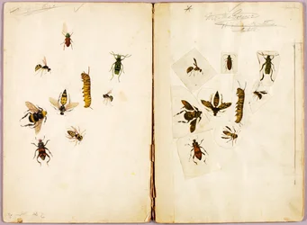 Insetti - colorati, cartella di studi per il libro Concealing Coloration in the Animal Kingdom