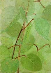 Bruco della Sfinge, studio per il libro "La colorazione nascosta nel regno animale".