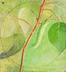Bruco della Sfinge, studio per il libro "La colorazione nascosta nel regno animale".