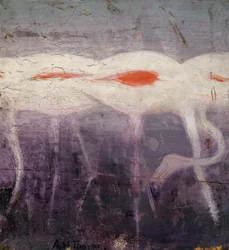 Fenicotteri bianchi, studio per il libro Concealing Coloration in the Animal Kingdom