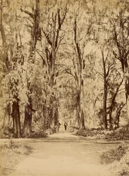 Messico. Boschetto di Chapultepec, vicino al Messico