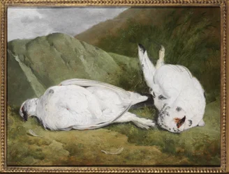 Pernice bianca