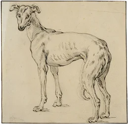 Levriero