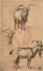 Tre schizzi di una capra (recto) Drappeggio di figura femminile in piedi (verso)