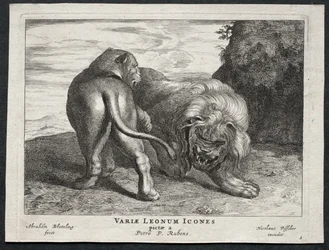 Vari leoni