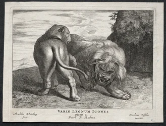 Vari leoni