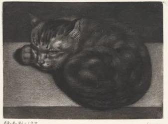 Gatto che dorme