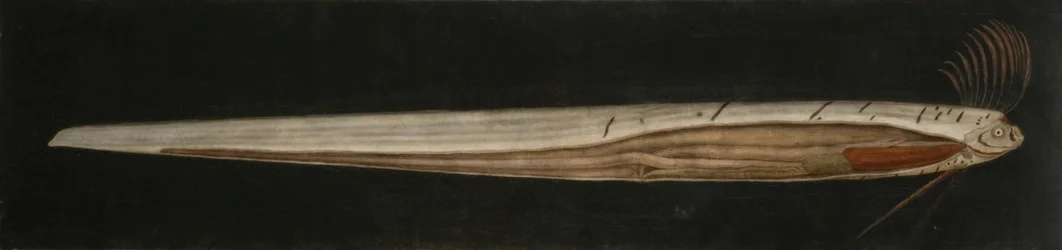 Anatomia interna del Pesce Nastro, Cullercoats
