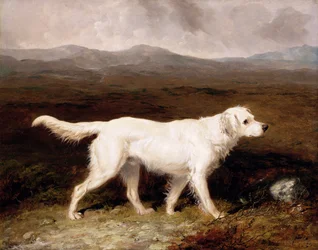 Il setter inglese bianco di Charles Brett, «Sam», in un paesaggio di brughiera