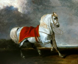 Cavallo grigio sellato spaventato da una tempesta, chiamato 