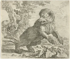 Orso attaccato da cani