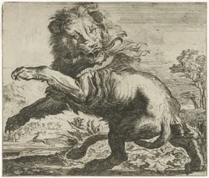 Leone e serpente in combattimento