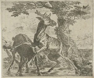 Cervi spaventati