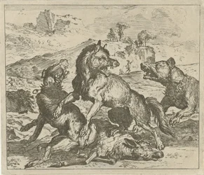 Lupo attaccato da cani
