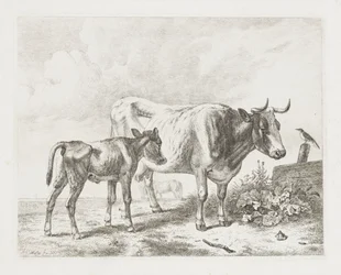 Mucca e vitello in un prato