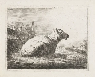 Pecora sdraiata