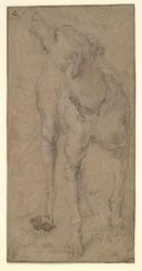 Studio di un cane