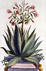 Aloe Serrata major umbellifera, da 