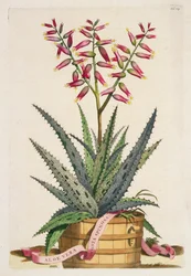 Aloe Vera Costa Spinosa, da 