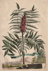 Phytographia Curiosa: Arbusto del sambuco
