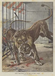 Feroce combattimento tra una tigre e un leone a Firenze
