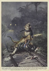 In piena foresta indiana, un uomo aspetta il treno vicino alla linea ferroviaria