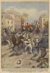 Incalzato da cacciatori ed amazzoni e dalla inesorabile muta canina, un cervo fuggito dalla