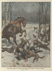 Vecchio signore assalito da un branco di lupi affamati mentre cavalcava in un bosco in Ungheria
