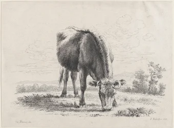 Mucca al pascolo