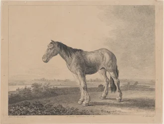 Cavallo in piedi su un campo in profilo a sinistra, 1809