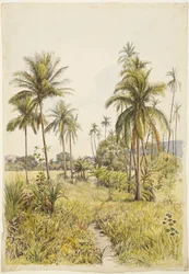Palme, Colima