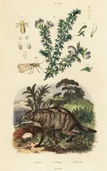 Protelo, pisello arabo e pidocchio