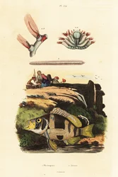 Amleto barrato e topi di mare