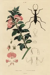 Cespuglio di raso del Capo e scarabeo