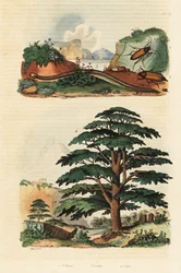 Cedro del Libano, cecilia a due linee e coleotteri clic (incisione)