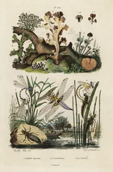Libellula, libellula e licheni, 1834-1839 (incisione)