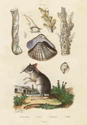 Toporagno elefante, vongola e coralli, 1834-1839 (incisione)