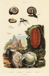 Ostrica, vespa ragno e lumaca