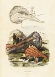 Conchiglie di penna o mitili a ventaglio, 1834-1839 (incisione)
