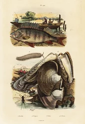 Persico, ostrica perlifera, verme di velluto e crisopa, 1834-1839 (incisione)