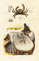 Granchi spinosi e ostrica perlifera (incisione)