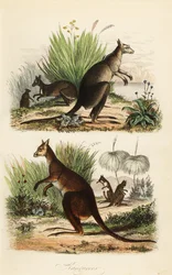 Canguro rosso, Macropus rufus (in basso), canguro grigio orientale, Macropus giganteus (in alto a destra), e wallaby scuro, Thylogale brunii (in alto a sinistra)